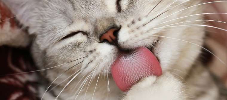Cat Allergies: Why Are so Many People Allergic?