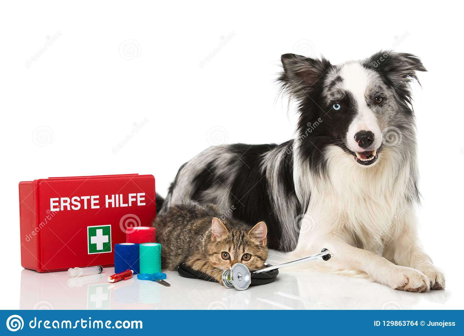 Cat And Dog With First Aid Kit On White Background Stock ...