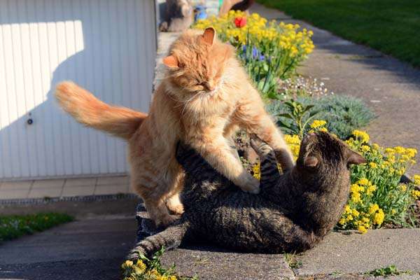 Cat Behavior: How to Stop the Violence of a Cat Fight ...