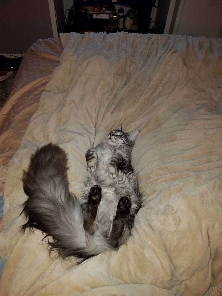 Cat breaks the world record for having the longest tail ...