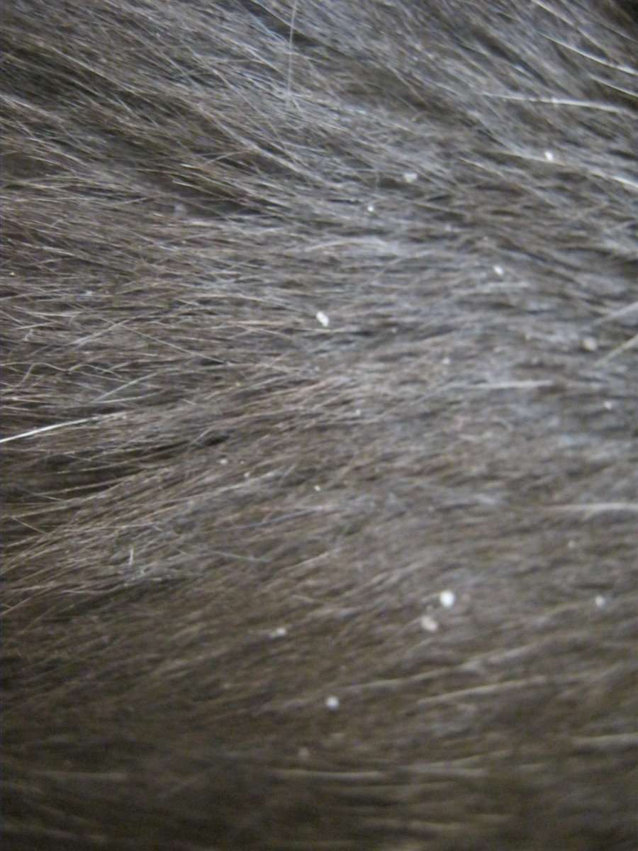 Cat Dandruff ~ Your Cat Is Not Concerned About It But Most ...