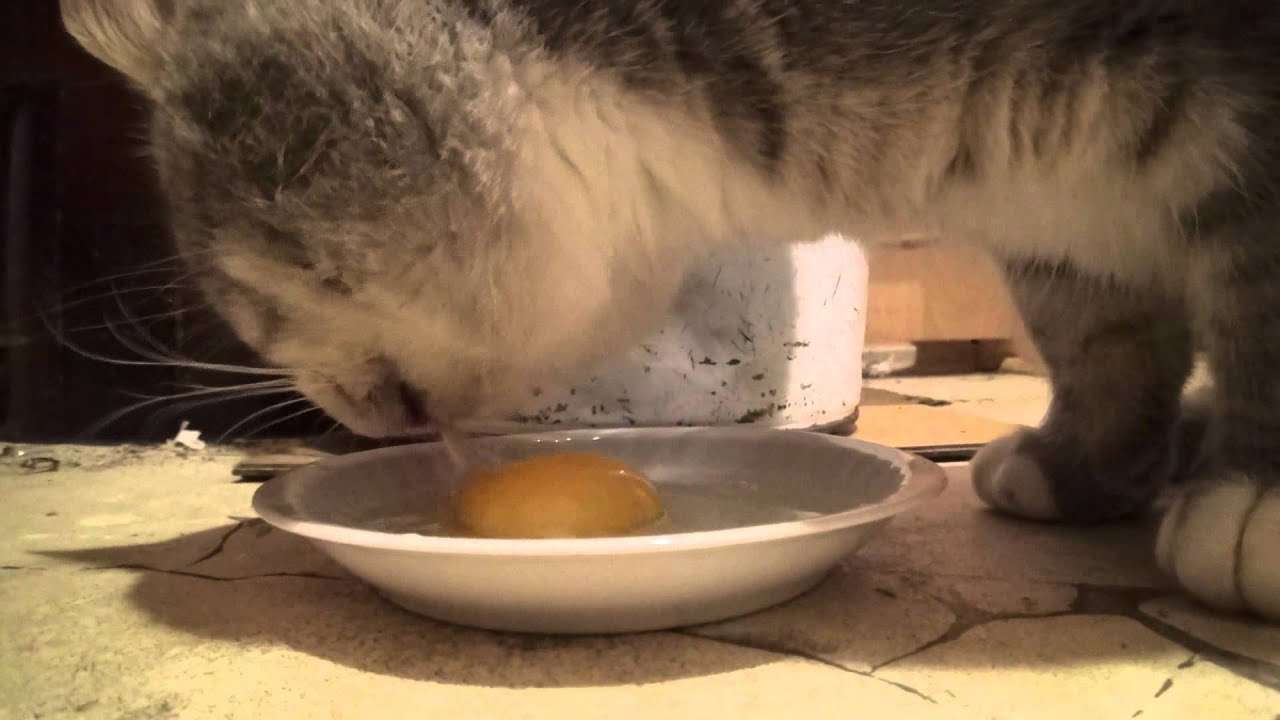 Cat eating egg yolk. Closeup FullHD