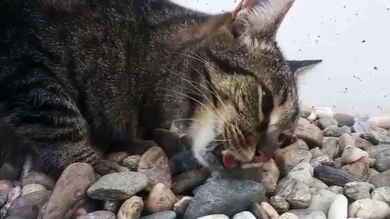 Cat eats mouse [GRAPHIC]