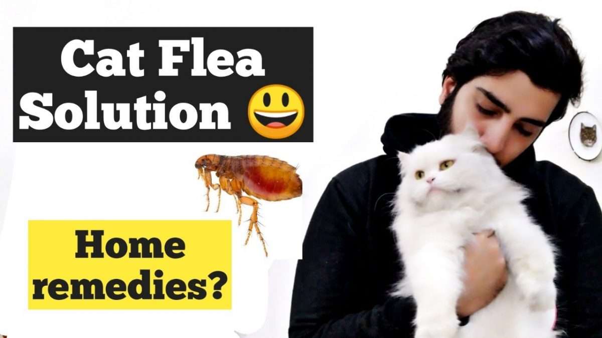 Cat Fleas Treatment