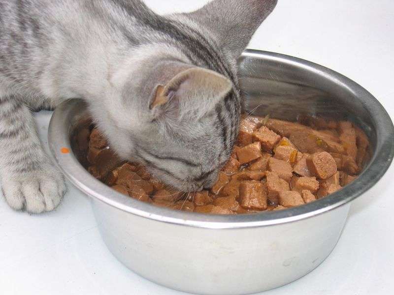 Cat Food for Kidney Disease