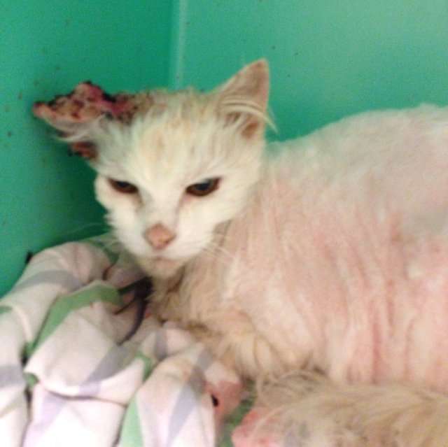 Cat Found with Serious Injuries â Could Lose Ear