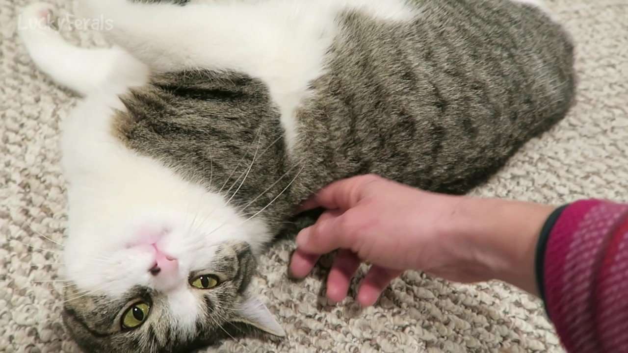 Cat In Heat Symptoms Video