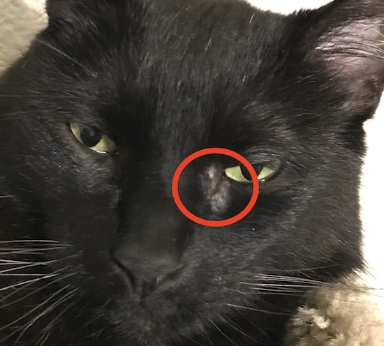 Cat Losing Hair Around The Eyes  PoC