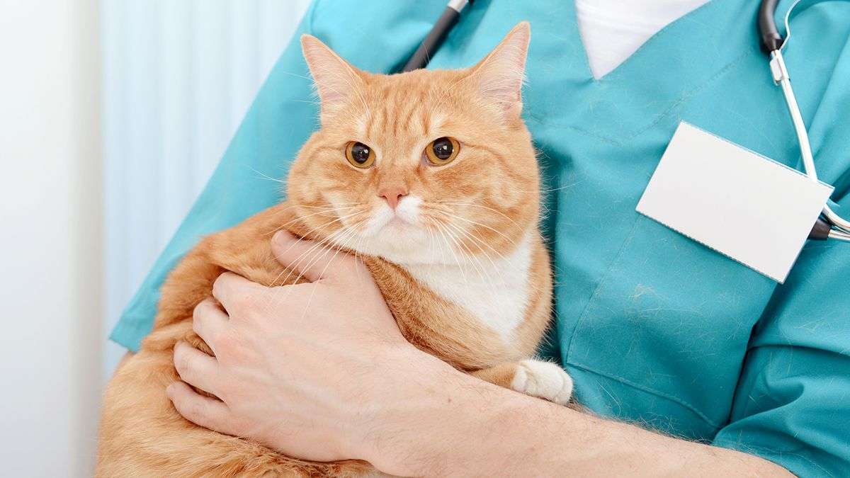 Cat Neuter Surgery From Start to Finish in 2020