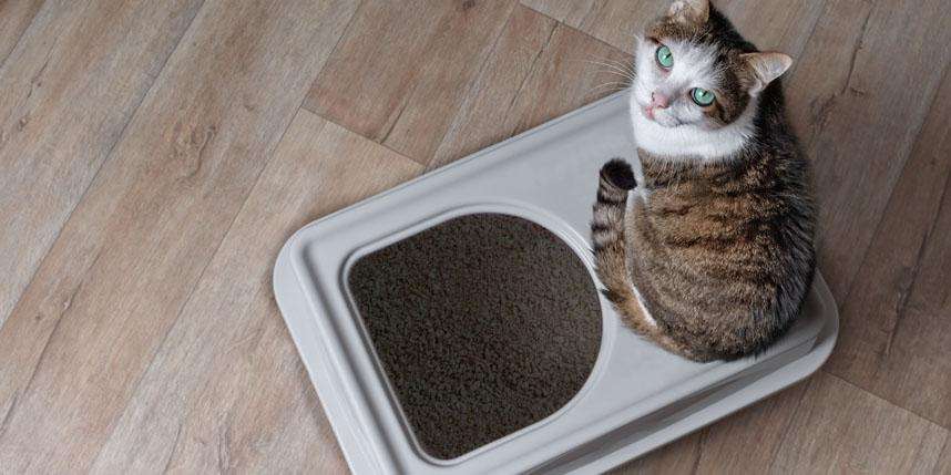 Cat Not Using the Litter Box?