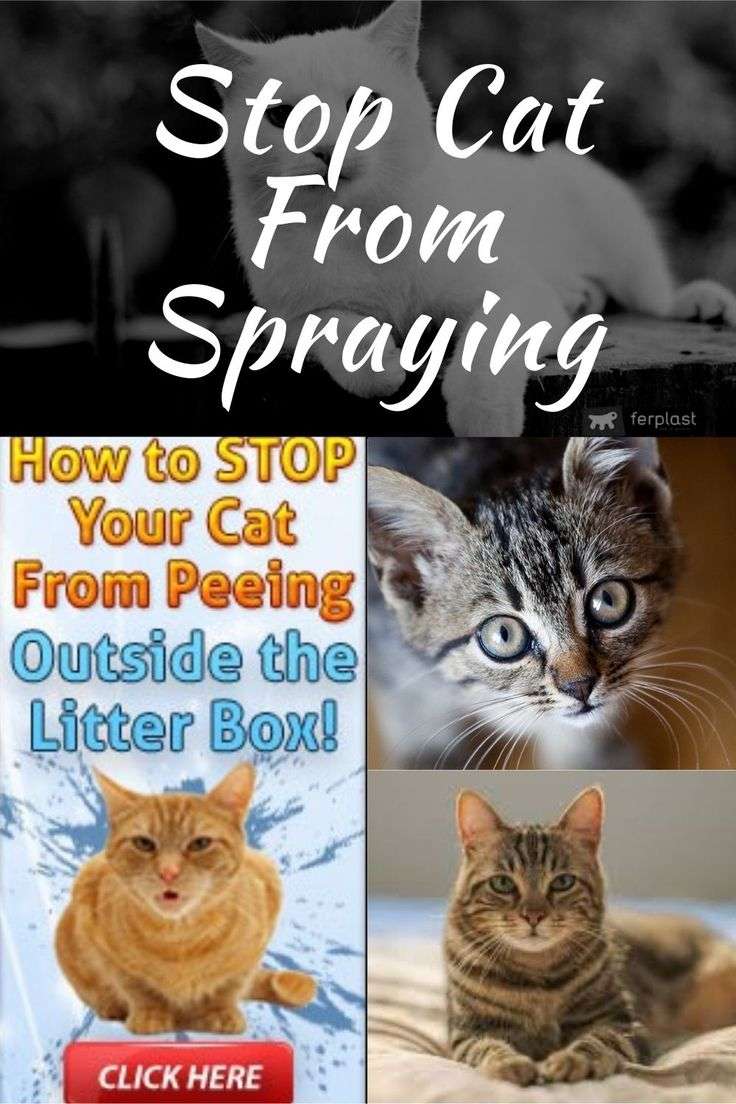 Cat Pee Problem  Solve it With How to Stop Cat Peeing ...