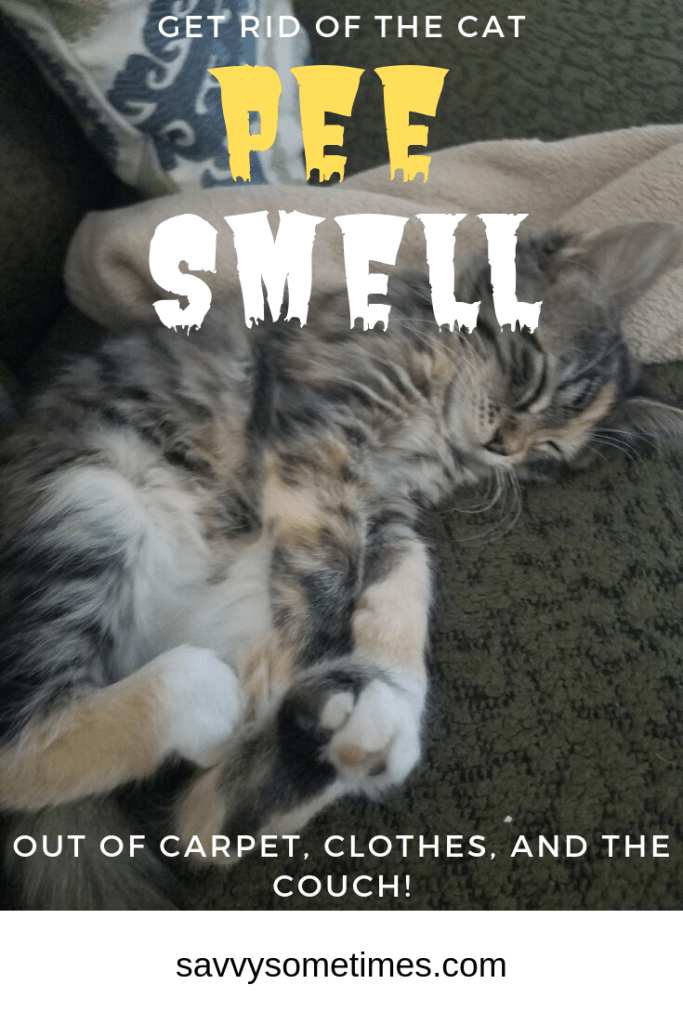 Cat Peeing on the Bed or Couch? How to get the Smell Out ...