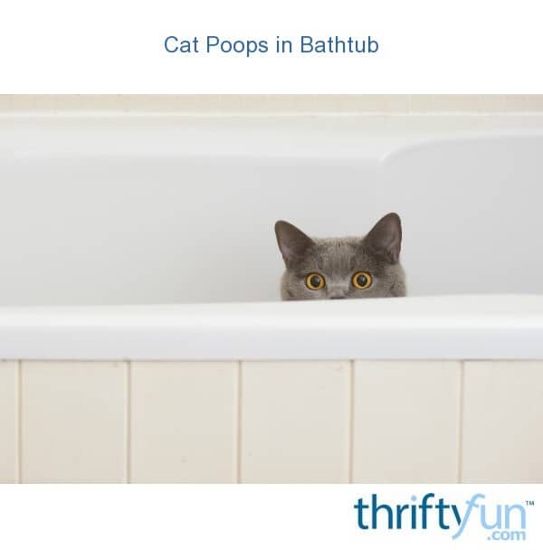 Cat Pooping in Bathtub?