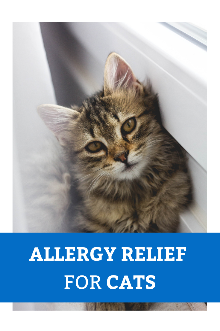 Cat Seasonal Allergies Treatment