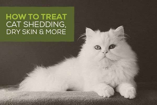 Cat Shedding, Season, How to reduce Cat Shedding, Stop ...