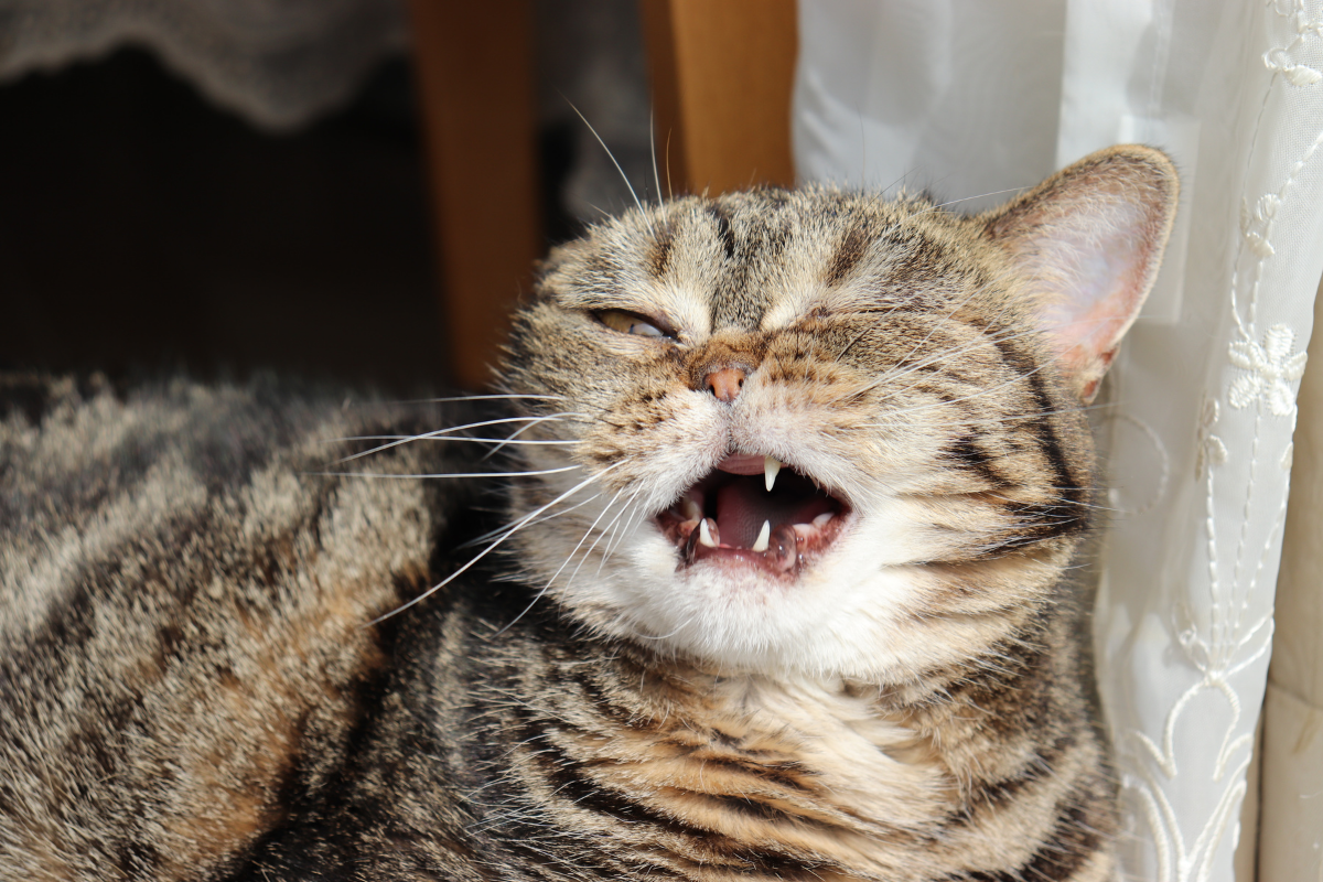 Cat Sneezing: Why It Happens + When a Vet Trip Might Be ...