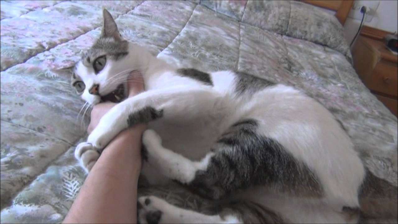 Cat! Stop biting me!