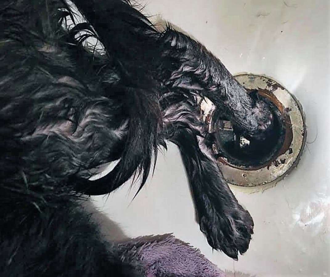 Cat Stuck In Bathtub Drain Rescued By St. Pete Firefighters
