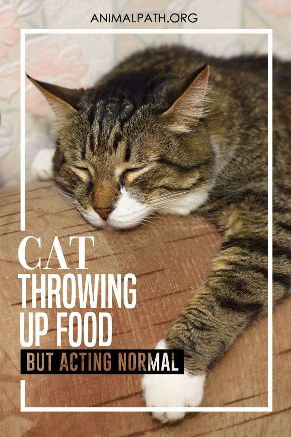 Cat Throwing Up Food But Acting Normal in 2021