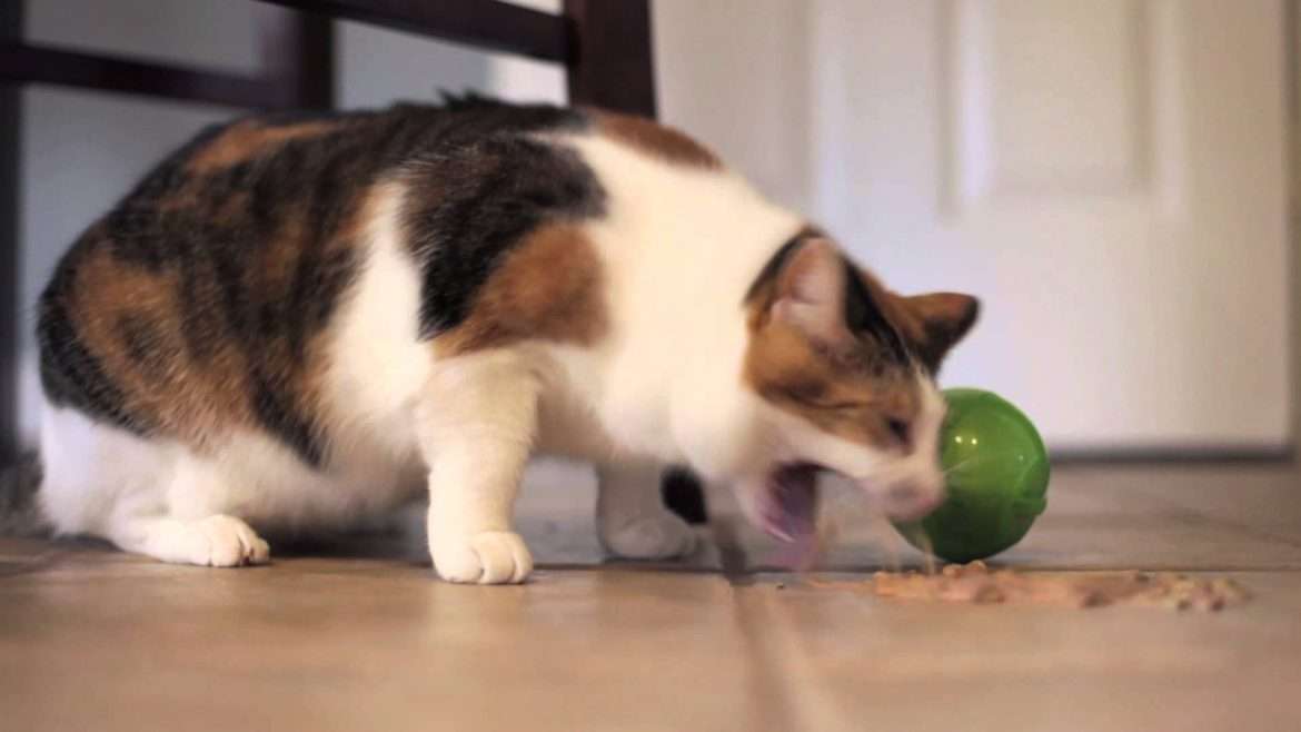 Cat Throwing Up Food But Acting Normal: Why?