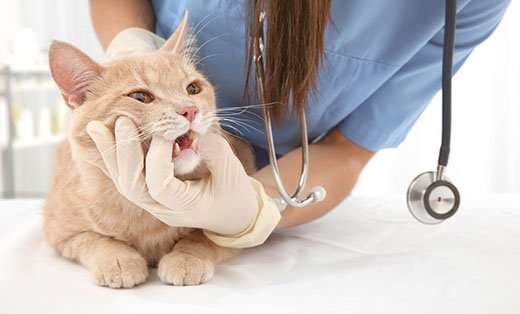 Cat Tooth Extractions: What to Expect