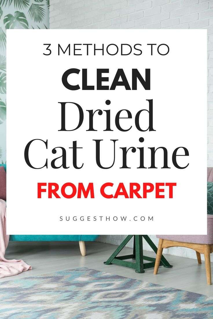 Cat urine can ruin your favorite carpet or rugs. It is ...