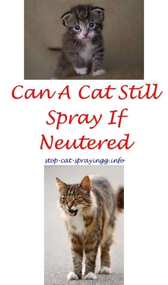 cat urine repellent how to stop a neutered cat from ...