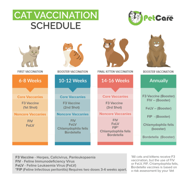 Cat Vaccination Schedule &  Cost