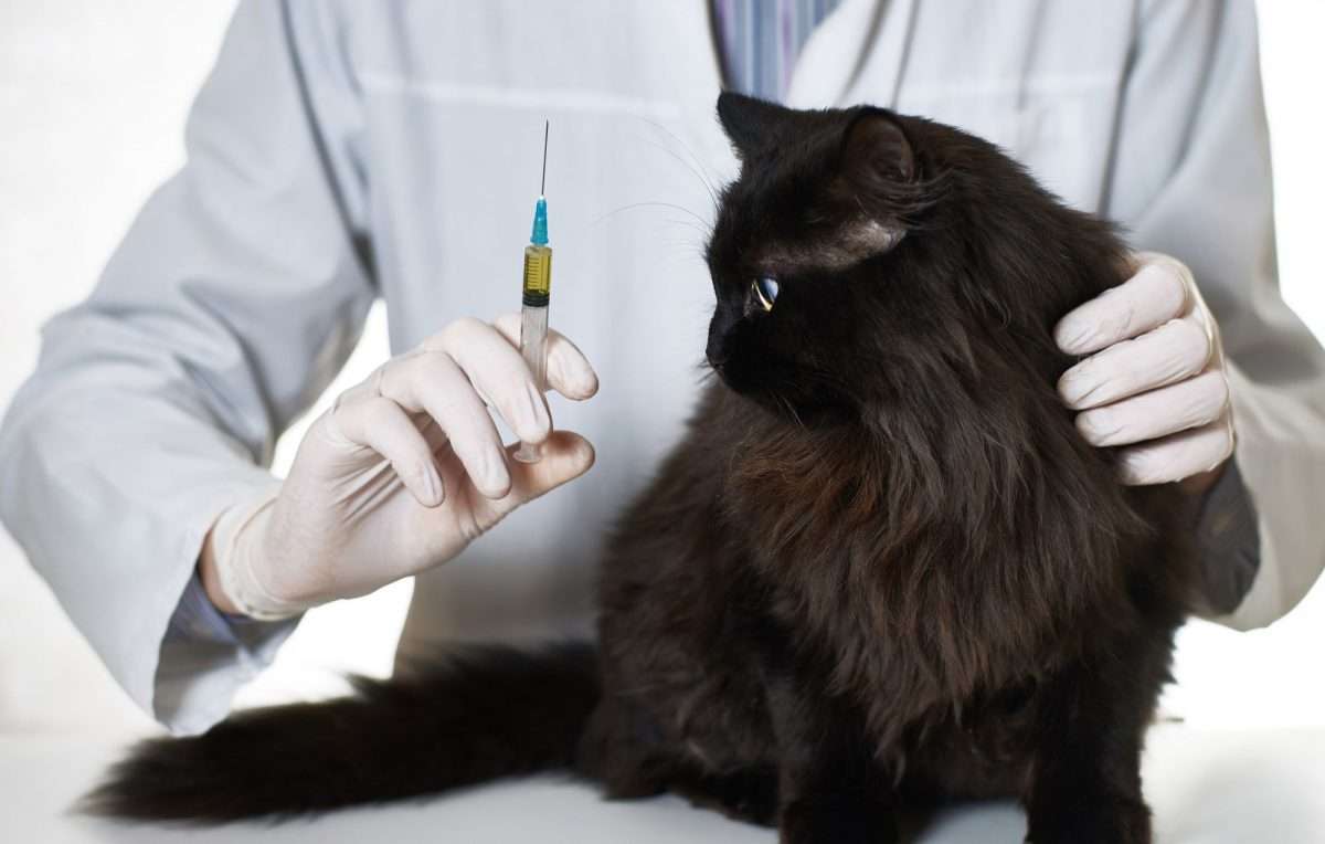 Cat Vaccinations: What Shots Does My Cat Need? : Keeping It Pawsome