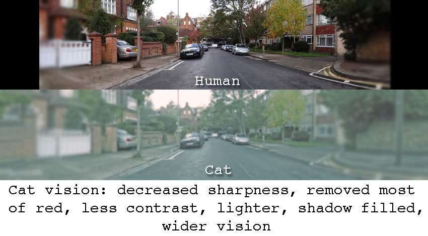 Cat Vision Pictorial Examples