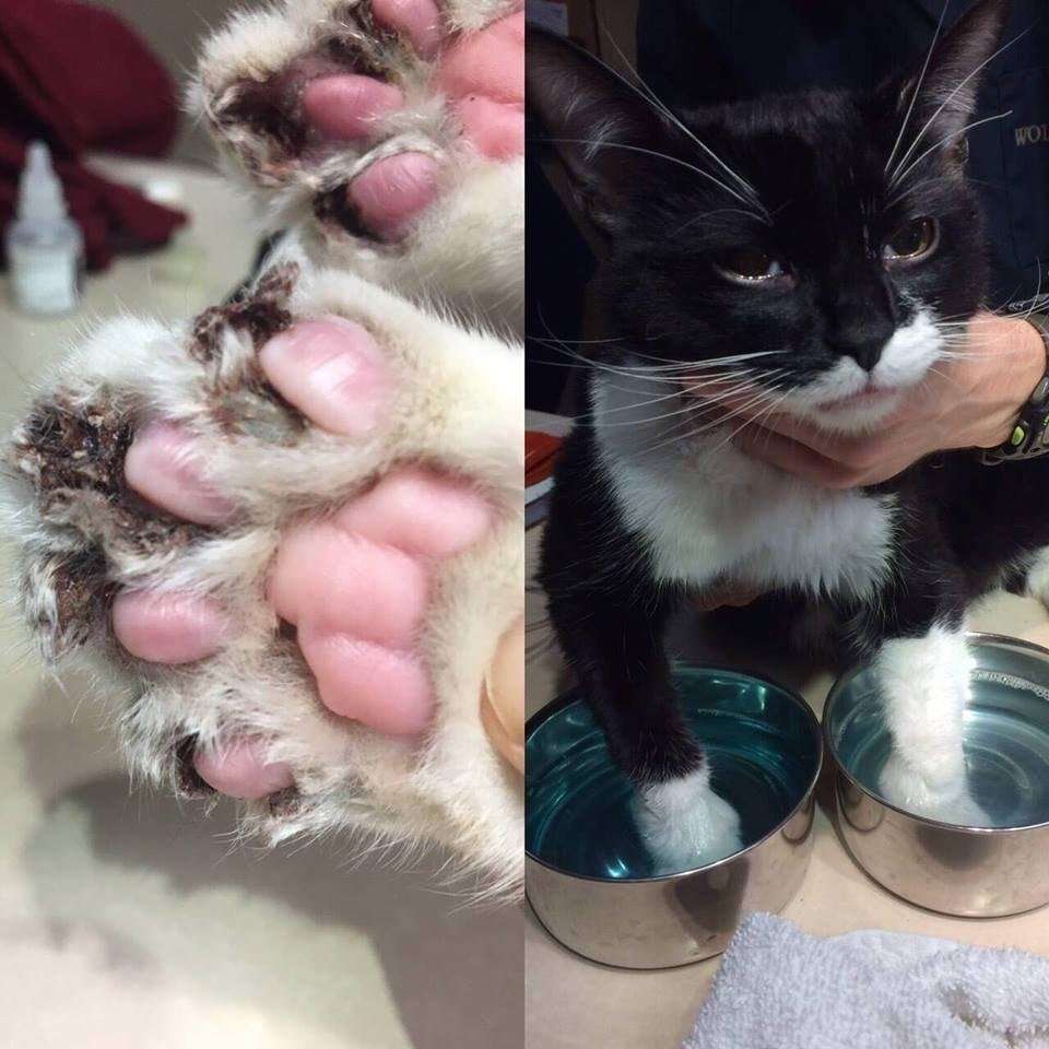 Cat Was In Excruciating Pain After Getting Declawed. His ...