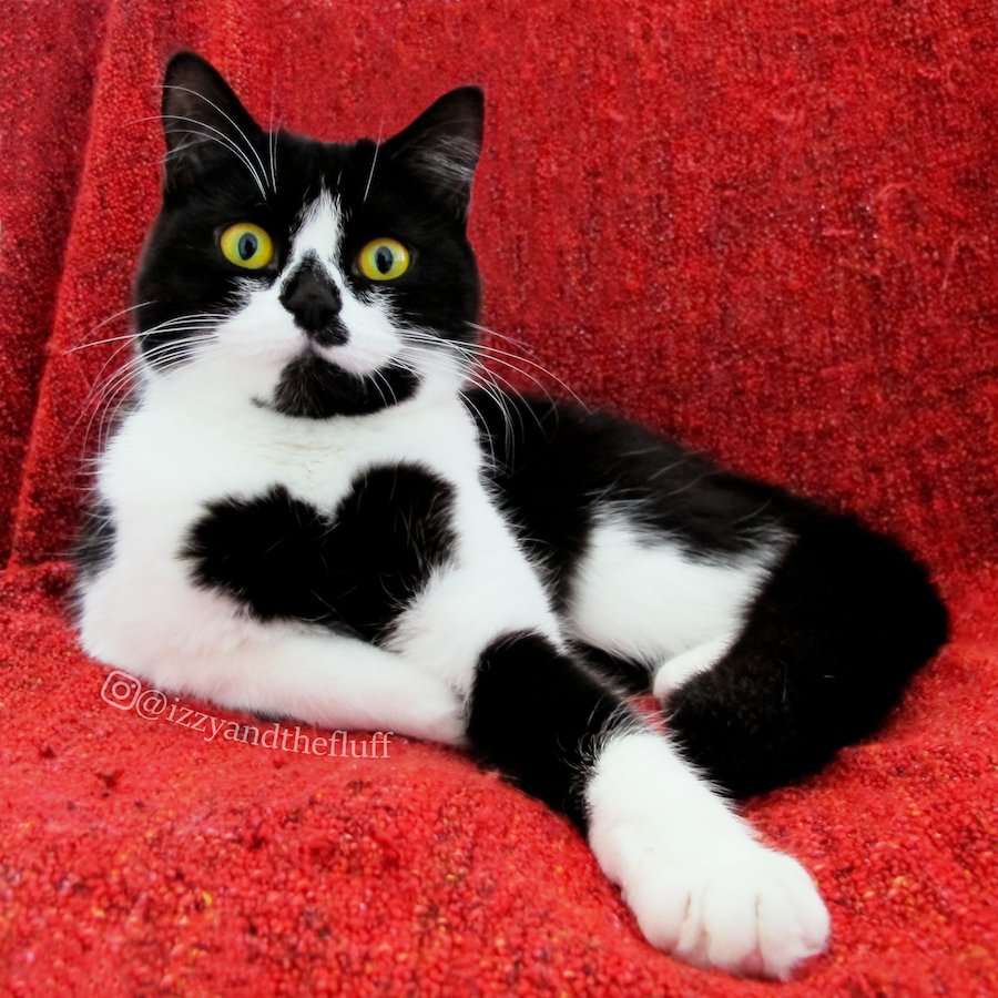 Cat with a big heart becomes Instagram star