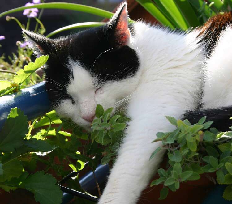 Catnip and Your Cats: Everything You Need to Know