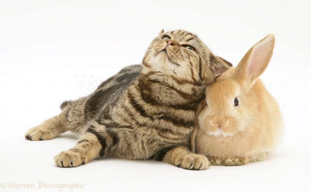 Cats and Rabbits: Do cats and rabbits get along together ...