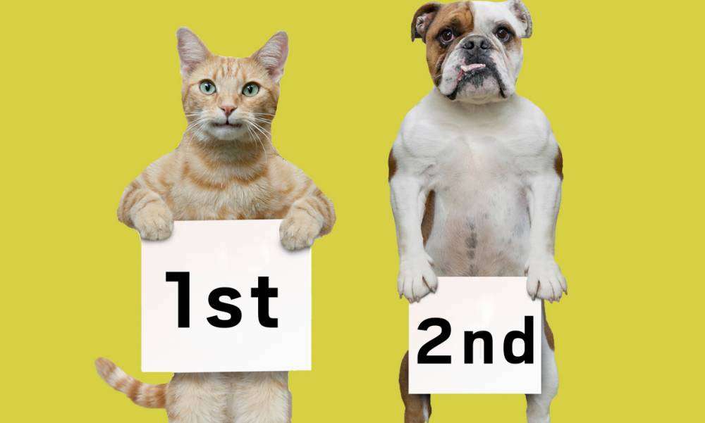 Cats ARE better than dogs, according to science