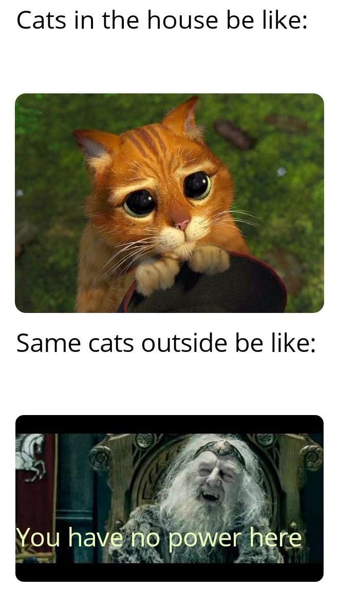 Cats be like : meme