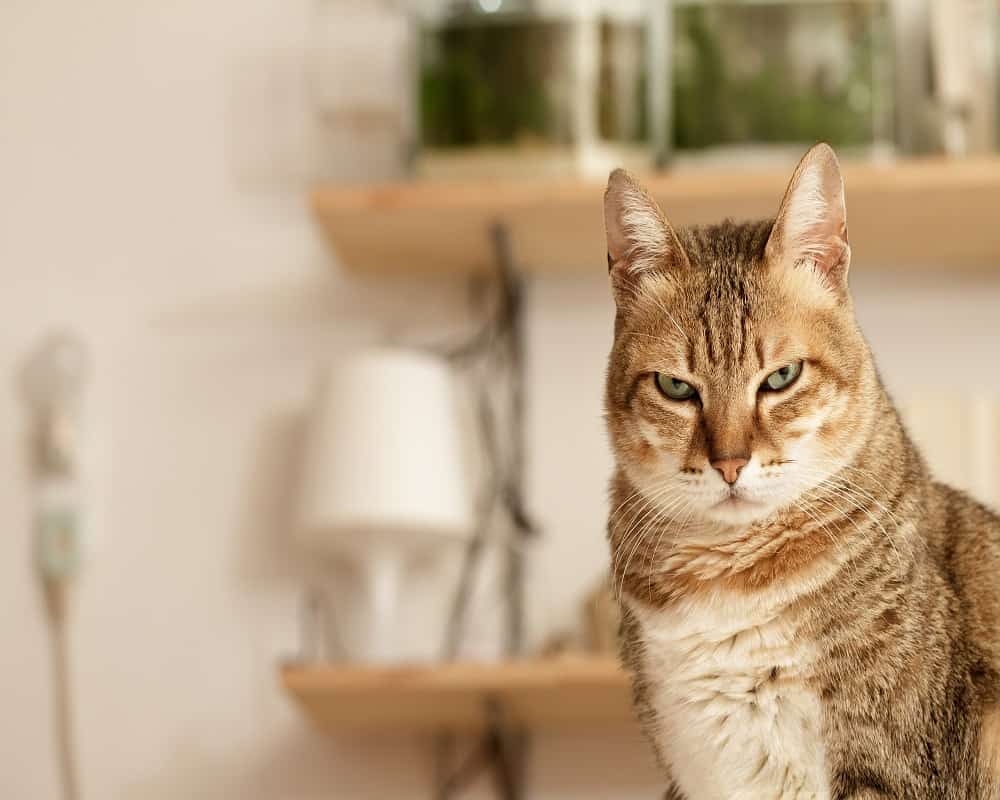 Cats Do Get Mad At You Sometimes. Here are 5 Reasons Why ...