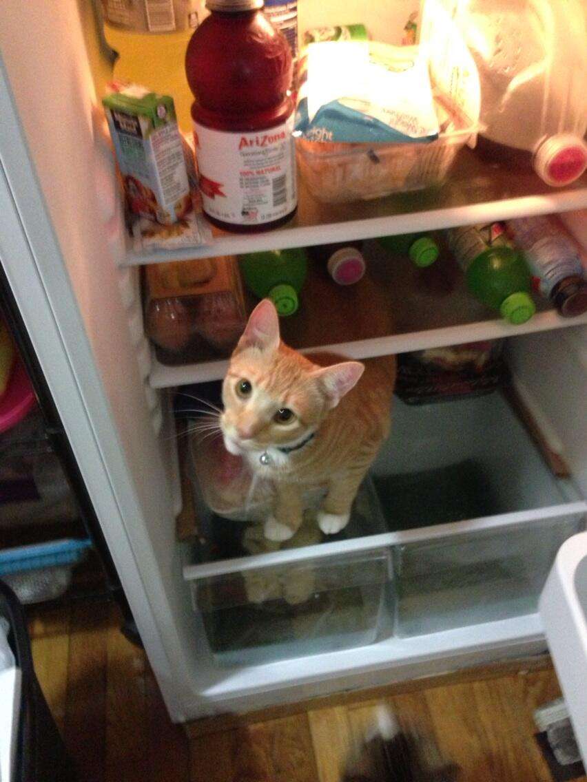 Cats In Fridges Support Group