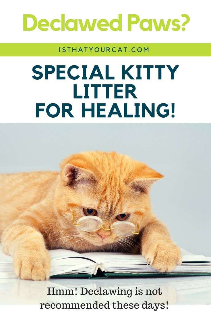 Cats that have been newly declawed need litter that is pelleted to help ...