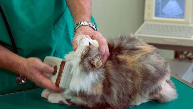 Chip Your Pet Month: The Ins And Outs Of Microchips For ...