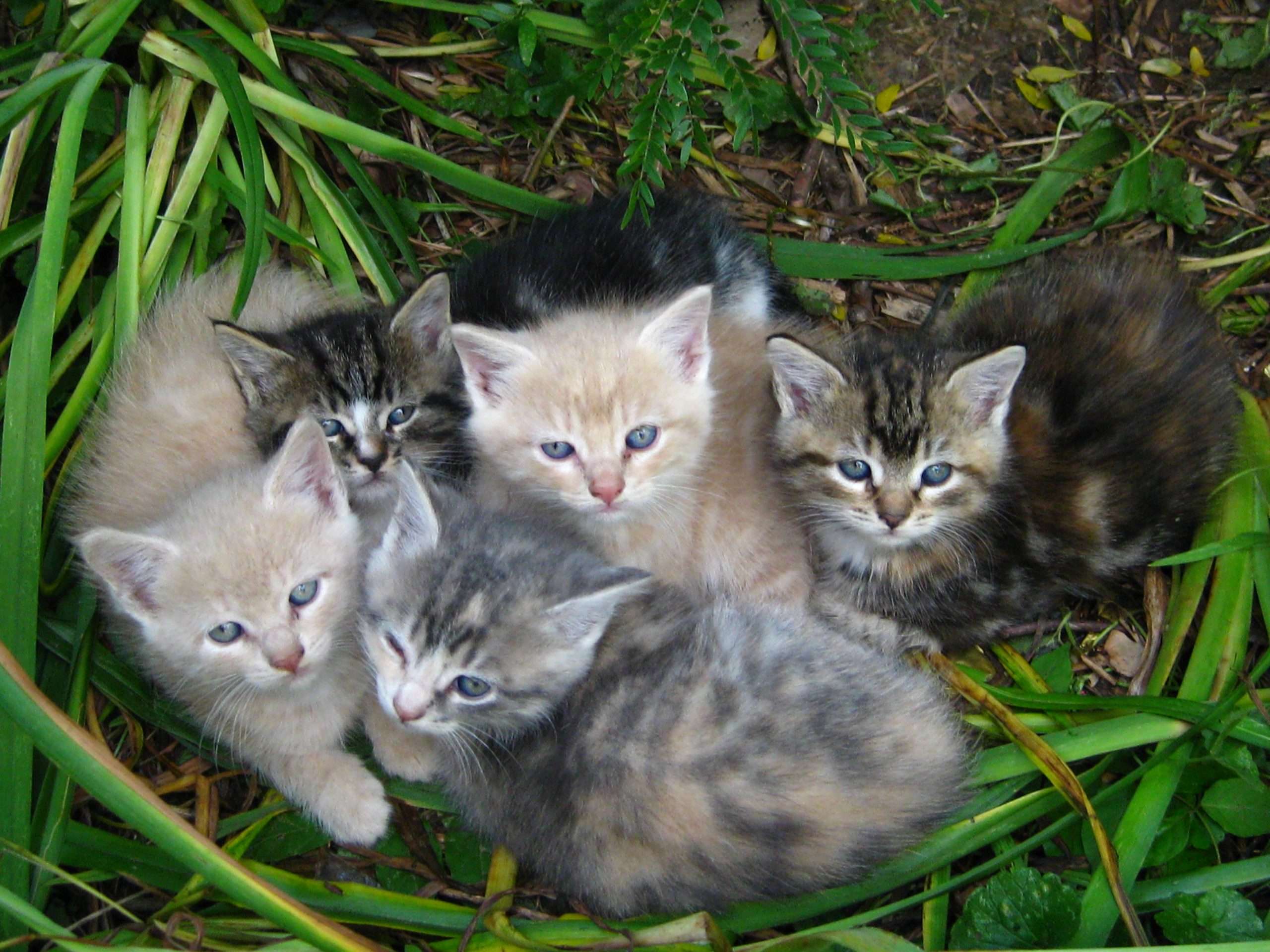 Clowder of Cats: What is a group of cats called