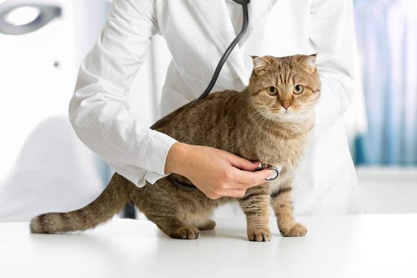 Common Cat Health Problems