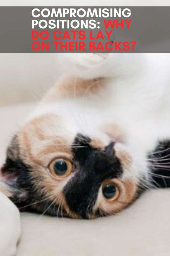 Compromising Positions: Why Do Cats Lay on Their Backs? in ...