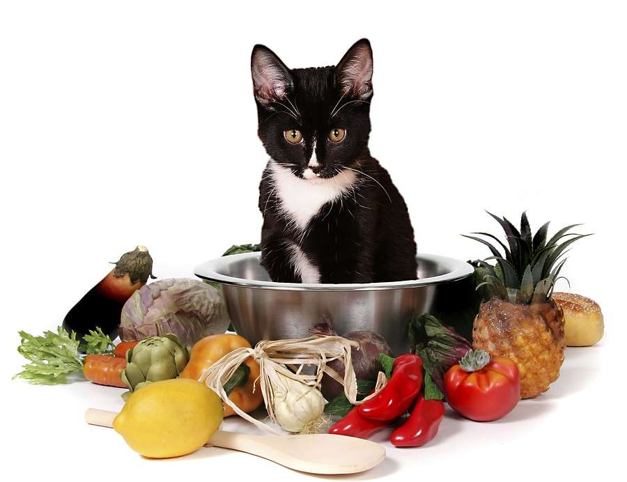 Cooking for your cat: how to make a balanced homemade diet