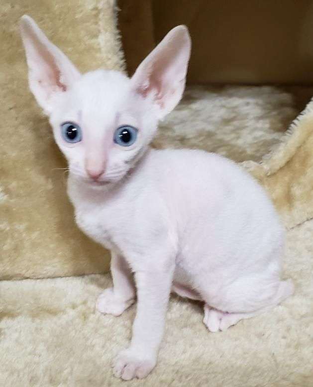 Cornish Rex Cats For Sale