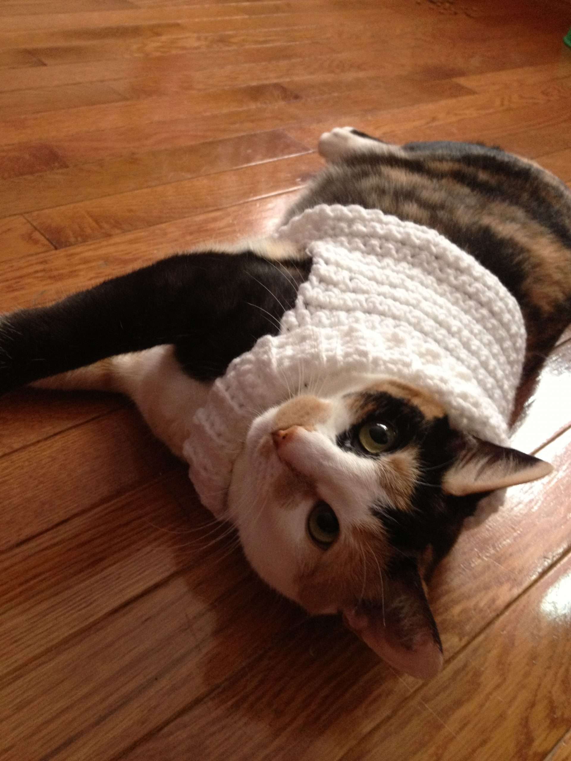 Crocheted cat sweater
