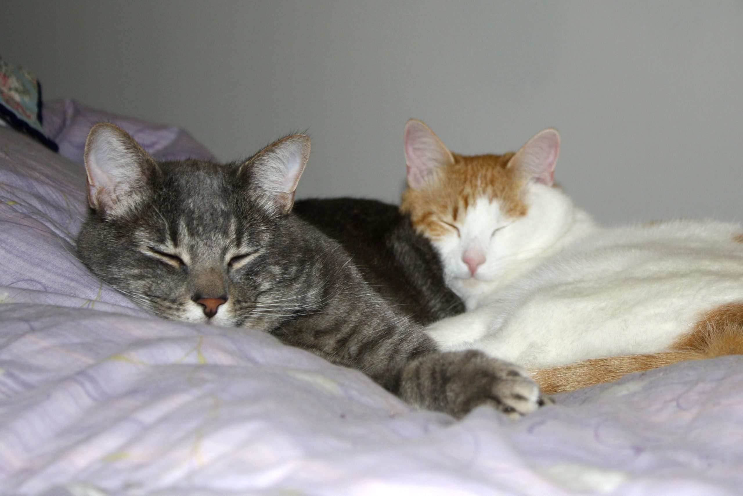 Cuddling Cats Picture