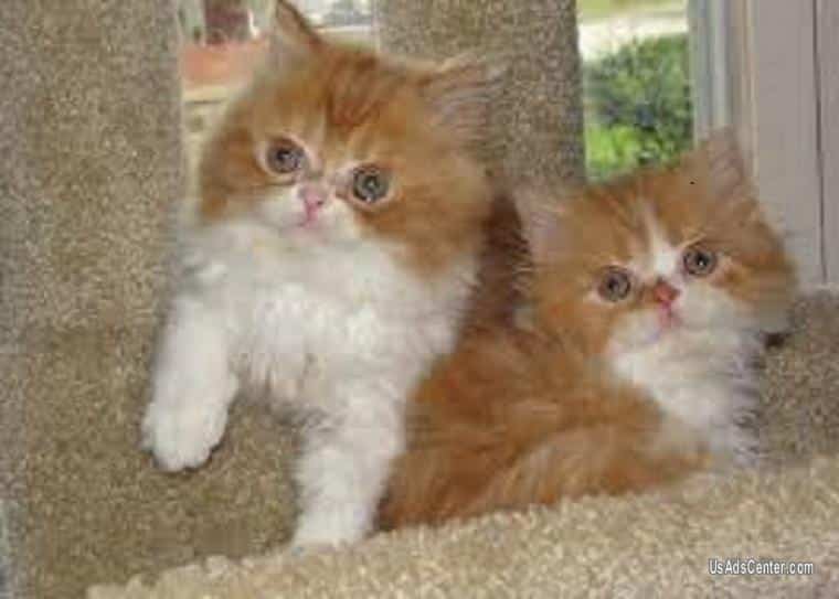 Cute and adorable persian kitten for sale, persian kittens readdy ...