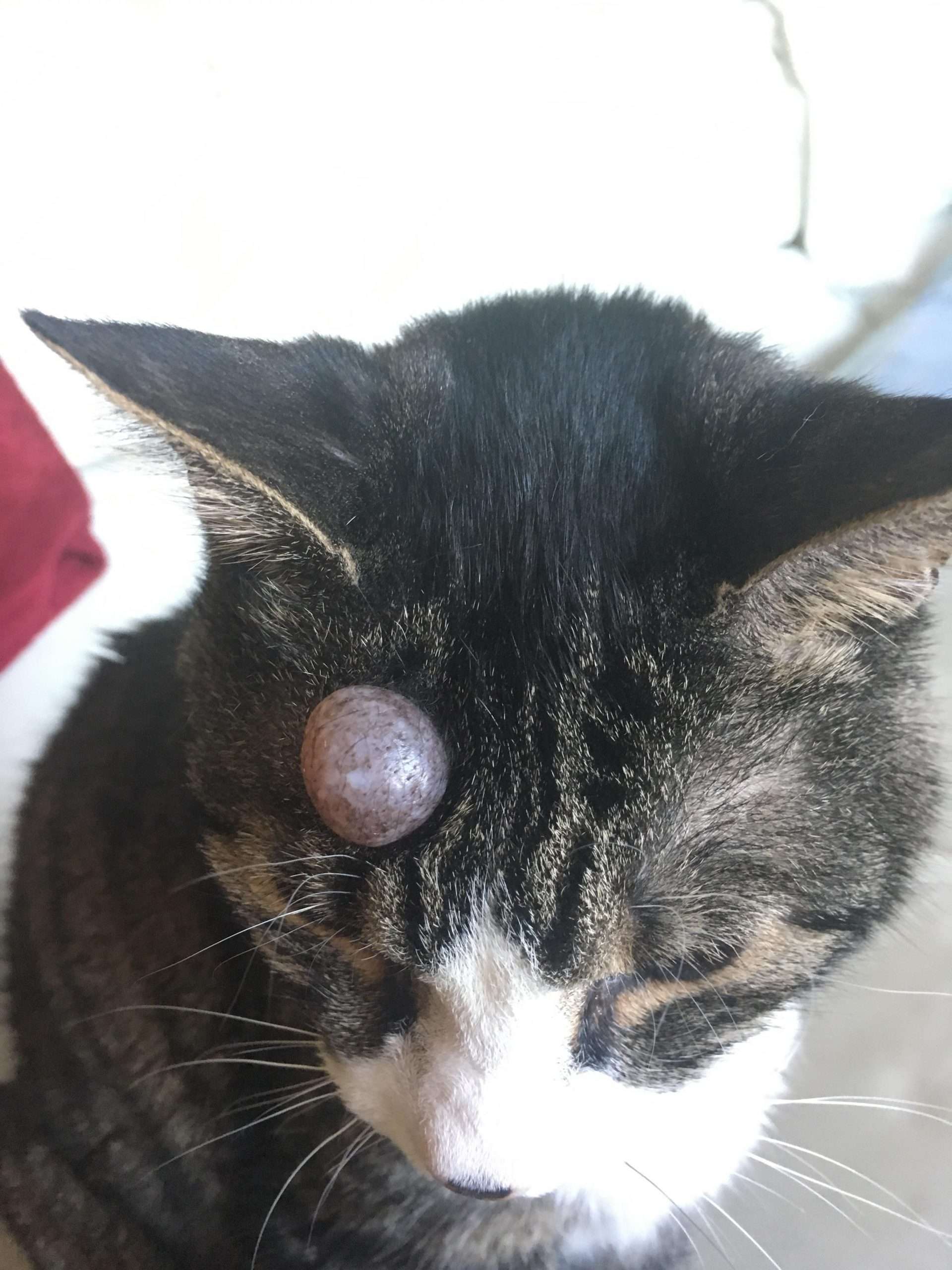 Cyst On Cats Head