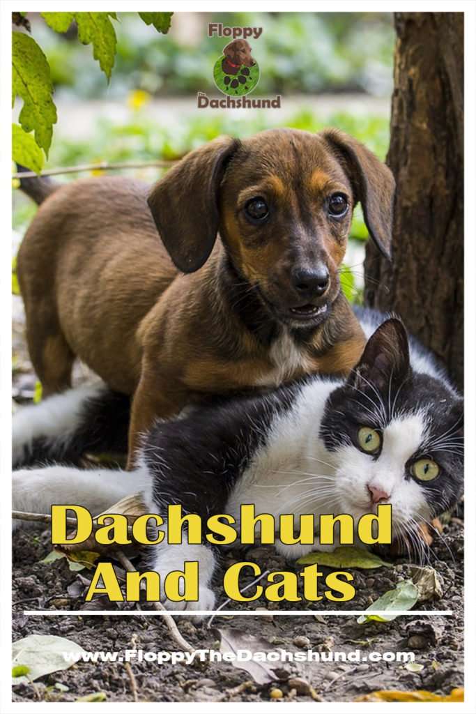 Dachshund And Cats